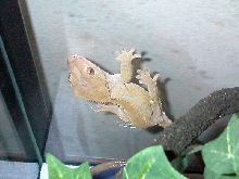 Penelope