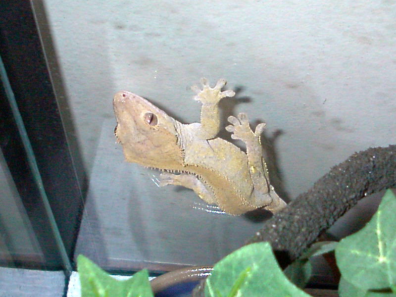 Penelope