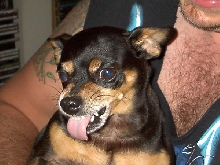 Bandit