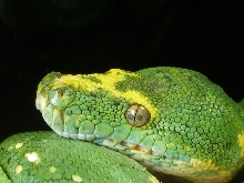 Biak type