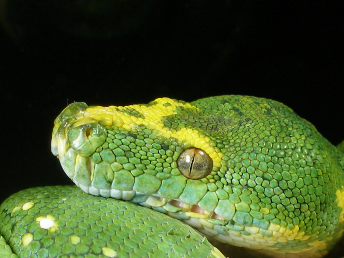 Biak type