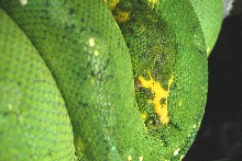Biak type