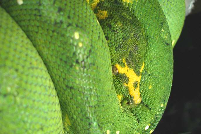 Biak type