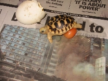 Burmese Star Hatchling