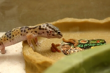 eating