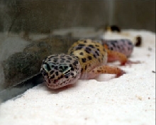 Female leo