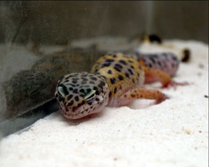 Female leo