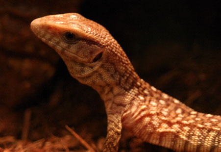 My new baby savannah monitor