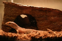 This is him next to his house.