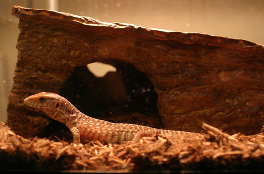This is him next to his house.