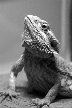 Beardie Posing for me