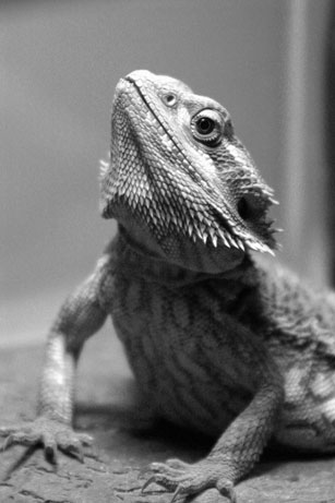 Beardie Posing for me
