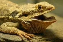 Close up