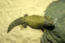 Does he look healthy?