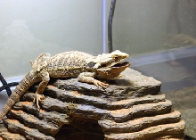 King of the tank