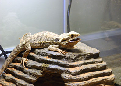 King of the tank