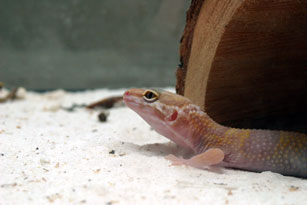 Albino leo