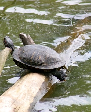 Red Eared Slider i believe