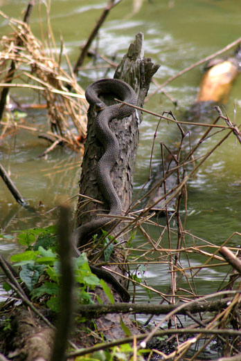 Basking on log