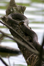 What kinda snake is that?