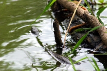 Swimming