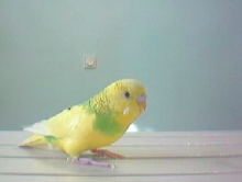 shooe