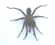 Brown Recluse?