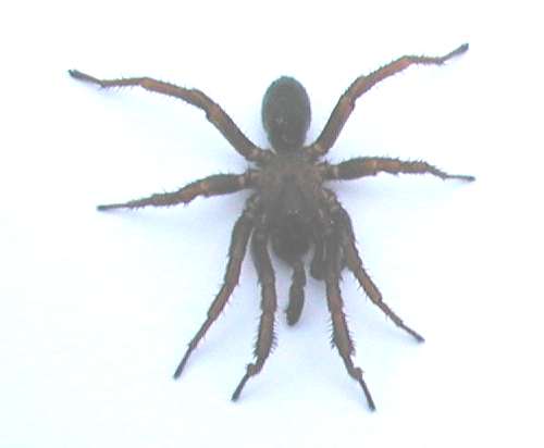 Brown Recluse?