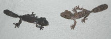 2 baby Henkeli!