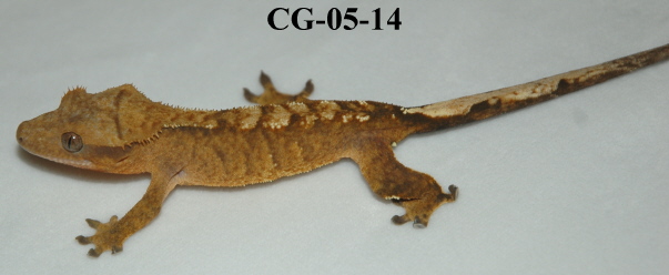 CG-05-14