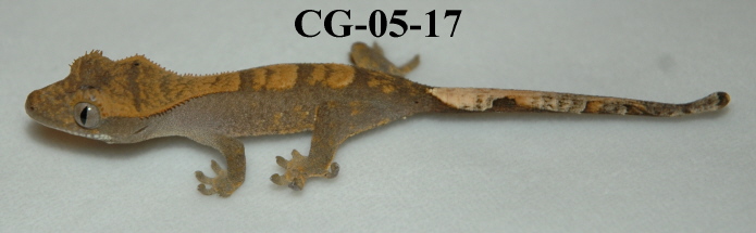 CG-05-17