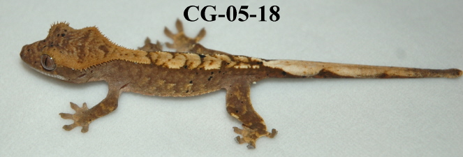 CG-05-18