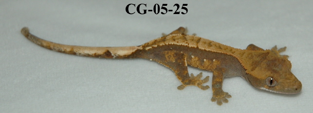 CG-05-25