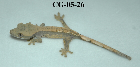 CG-05-26
