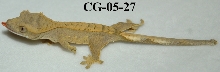 CG-05-27