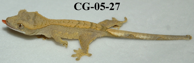 CG-05-27