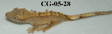 CG-05-28