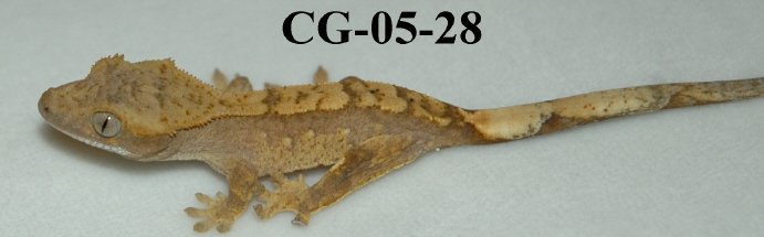 CG-05-28