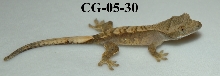 CG-05-30