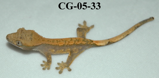 CG-05-33