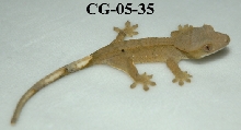 CG-05-35
