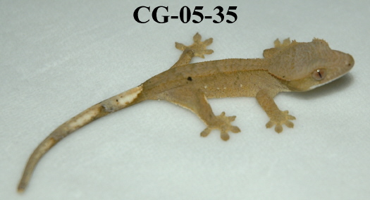 CG-05-35
