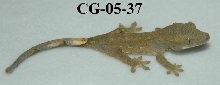 CG-05-37