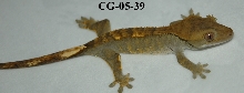 CG-05-39