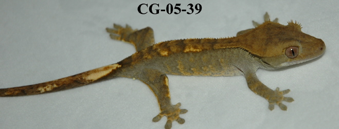 CG-05-39