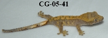 CG-05-41
