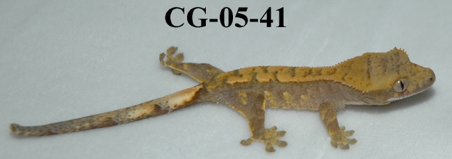CG-05-41