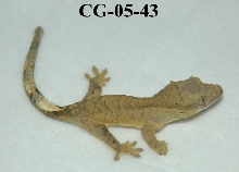 CG-05-43