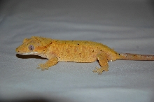 Orange Female Crested gecko!