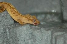 juvie crested gecko!